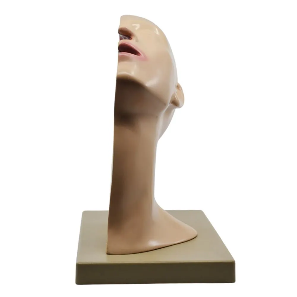 Nasal Swab Training Model, 12 Inch - For Demonstration of Nasopharyngeal Testing - Made of PVC